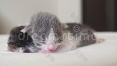 搞笑视频两只可爱的新生生活方式小猫睡觉团队在床上.. 宠物概念宠物概念。 小猫斑纹